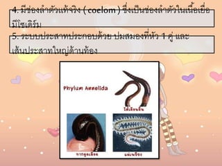 4. มีช่องลาตัวเเท้จริง (coelom) ซึ่งเป็นช่องลาตัวในเนื้อเยื่อ
มีโซเดิร์ม
5. ระบบประสาทประกอบด้วย ปมสมองที่หัว 1 คู่ และ
เส้นประสาทใหญ่ด้านท้อง
 
