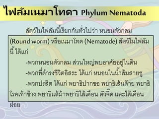 ไฟลัมเนมาโทดา Phylum Nematoda
สัตว์ในไฟลัมนี้เรียกกันทั่วไปว่า หนอนตัวกลม
(Roundworm)หรือเนมาโทด (Nematode)สัตว์ในไฟลัม
นี้ได้เเก่
-พวกหนอนตัวกลม ส่วนใหญ่พบอาศัยอยู่ในดิน
-พวกที่ดารงชีวิตอิสระ ได้เเก่ หนอนในน้าส้มสายชู
-พวกปรสิต ได้เเก่ พยาธิปากขอ พยาธิเส้นด้าย พยาธิ
โรคเท้าช้าง พยาธิเเส้ม้าพยาธิไส้เดือน ตัวจิ๊ดเเละไส้เดือน
ฝอย
 