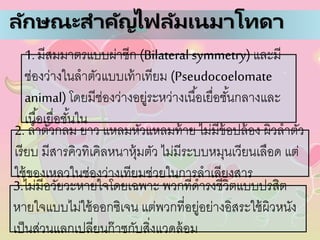 ลักษณะสาคัญไฟลัมเนมาโทดา
1. มีสมมาตรแบบผ่าซีก (Bilateral symmetry) และมี
ช่องว่างในลาตัวแบบเท้าเทียม (Pseudocoelomate
animal)โดยมีช่องว่างอยู่ระหว่างเนื้อเยื่อชั้นกลางและ
เนื้อเยื่อชั้นใน
2. ลาตัวกลม ยาว แหลมหัวแหลมท้าย ไม่มีข้อปล้อง ผิวลาตัว
เรียบ มีสารคิวทิเคิลหนาหุ้มตัว ไม่มีระบบหมุนเวียนเลือด แต่
ใช้ของเหลวในช่องว่างเทียมช่วยในการลาเลียงสาร
3.ไม่มีอวัยวะหายใจโดยเฉพาะ พวกที่ดารงชีวิตแบบปรสิต
หายใจแบบไม่ใช้ออกซิเจน แต่พวกที่อยู่อย่างอิสระใช้ผิวหนัง
เป็นส่วนแลกเปลี่ยนก๊าซกับสิ่งแวดล้อม
 