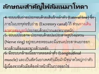4. ระบบขับถ่ายประกอบด้วยเส้นข้างลาตัว (Lateral line)ซึ่ง
ภายในบรรจุท่อขับถ่าย (Excretory canal) ไว้ ส่วนทางเดิน
อาหารสมบูรณ์ประกอบด้วยปากและทวารหนัก
5. ระบบประสาท ประกอบด้วยปมประสาทรูปวงแหวน
(Nerve ring) อยู่รอบคอหอยและมีแขนงประสาทแยกออก
ทางด้านท้องและทางด้านหลัง
6. มีระบบกล้ามเนื้อยาวตลอดลาตัว (Longitudinal
muscle)และเป็นสัตว์แยกเพศตัวเมียมักมีขนาดใหญ่กว่าตัว
ผู้เนื่องจากตัวเมียต้องทาหน้าที่ในการออกไข่
ลักษณะสาคัญไฟลัมเนมาโทดา
 