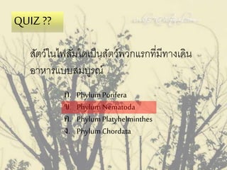 สัตว์ในไฟลัมใดเป็นสัตว์พวกแรกที่มีทางเดิน
อาหารแบบสมบูรณ์
QUIZ ??
ก. PhylumPorifera
ข. PhylumNematoda
ค. PhylumPlatyhelminthes
ง. PhylumChordata
 