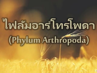 ไฟลัมอาร ์โทรโพดา
(Phylum Arthropoda)
 