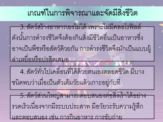 เกณฑ์ในการพิจารณาและจัดมีสิ่งชีวิต
3. สัตว์สร้างอาหารเองไม่ได้ เพราะไม่มีคลอโรฟิลล์
ดังนั้นการดารงชีวิตจึงต้องกินสิ่งมีชีวิตอื่นเป็นอาหารซึ่ง
อาจเป็นพืชหรือสัตว์ด้วยกัน การดารงชีวิตจึงมักเป็นแบบผู้
ล่าเหยื่อหรือปรสิตเสมอ
4. สัตว์ทั่วไปเคลื่อนที่ได้ด้วยตนเองตลอดชีวิต มีบาง
ชนิดพบว่าเมื่อเป็นตัวเต็มวัยแล้วเกาะอยู่กับที่
5. สัตว์ส่วนใหญ่สามารถตอบสนองต่อสิ่งเร้าได้อย่าง
รวดเร็วเนื่องจากมีระบบประสาท มีอวัยวะรับความรู้สึก
และตอบสนอง เช่น การกินอาหาร การขับถ่าย
 