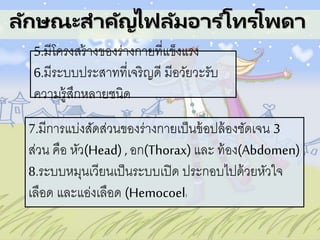 ลักษณะสาคัญไฟลัมอาร ์โทรโพดา
5.มีโครงสร้างของร่างกายที่แข็งแรง
6.มีระบบประสาทที่เจริญดี มีอวัยวะรับ
ความรู้สึกหลายชนิด
7.มีการแบ่งสัดส่วนของร่างกายเป็นข้อปล้องชัดเจน 3
ส่วน คือ หัว(Head) ,อก(Thorax) และ ท้อง(Abdomen)
8.ระบบหมุนเวียนเป็นระบบเปิด ประกอบไปด้วยหัวใจ
เลือด และแอ่งเลือด (Hemocoel)
 
