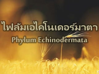 ไฟลัมเอไคโนเดอร ์มาตา
Phylum Echinodermata
 