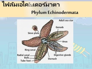 ไฟลัมเอไคโนเดอร ์มาตา
Phylum Echinodermata
 