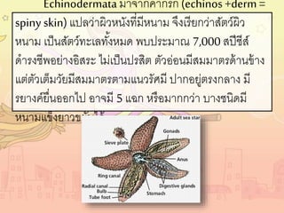 Echinodermata มาจากคากรีก(echinos+derm=
spiny skin)แปลว่าผิวหนังที่มีหนาม จึงเรียกว่าสัตว์ผิว
หนาม เป็นสัตว์ทะเลทั้งหมด พบประมาณ 7,000 สปีชีส์
ดารงชีพอย่างอิสระ ไม่เป็นปรสิต ตัวอ่อนมีสมมาตรด้านข้าง
แต่ตัวเต็มวัยมีสมมาตรตามแนวรัศมี ปากอยู่ตรงกลาง มี
รยางค์ยื่นออกไป อาจมี 5 แฉก หรือมากกว่า บางชนิดมี
หนามแข็งยาวขยับได้
 