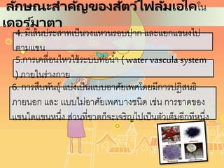 4. มีเส้นประสาทเป็นวงแหวนรอบปาก และแยกแขนงไป
ตามแขน
5.การเคลื่อนไหวใช้ระบบท่อน้า (water vascula system
)ภายในร่างกาย
6. การสืบพันธุ์ แบ่งเป็นเเบบอาศัยเพศโดยมีการปฏิสนธิ
ภายนอก และ เเบบไม่อาศัยเพศบางชนิด เช่น การขาดของ
เเขนใดเเขนหนึ่ง ส่วนที่ขาดก็จะเจริญไปเป็นตัวเต็มอีกทีหนึ่ง
ลักษณะสาคัญของสัตว์ไฟลัมเอไคโน
เดอร ์มาตา
 