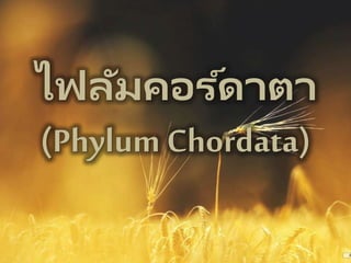 ไฟลัมคอร ์ดาตา
(Phylum Chordata)
 