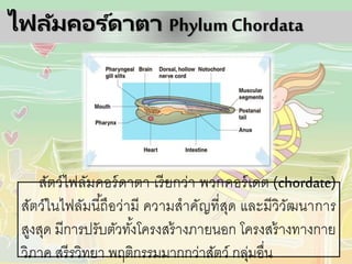 ไฟลัมคอร ์ดาตา PhylumChordata
สัตว์ไฟลัมคอร์ดาตา เรียกว่า พวกคอร์เดต (chordate)
สัตว์ในไฟลัมนี้ถึอว่ามี ความสาคัญที่สุด และมีวิวัฒนาการ
สูงสุด มีการปรับตัวทั้งโครงสร้างภายนอก โครงสร้างทางกาย
วิภาค สรีรวิทยา พฤติกรรมมากกว่าสัตว์ กลุ่มอื่น
 