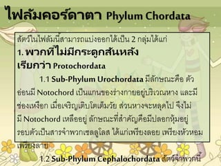 ไฟลัมคอร ์ดาตา PhylumChordata
สัตว์ในไฟลัมนี้สามารถแบ่งออกได้เป็น 2 กลุ่มได้แก่
1. พวกที่ไม่มีกระดูกสันหลัง
เรียกว่า Protochordata
1.1 Sub-Phylum Urochordataมีลักษณะคือ ตัว
อ่อนมี Notochord เป็นแกนของร่างกายอยู่บริเวณหาง และมี
ช่องเหงือก เมื่อเจริญเติบโตเต็มวัย ส่วนหางจะหลุดไป จึงไม่
มี Notochordเหลืออยู่ ลักษณะที่สาคัญคือมีปลอกหุ้มอยู่
รอบตัวเป็นสารจาพวกเซลลูโลส ได้แก่เพรียงลอย เพรียงหัวหอม
เพรียงลาย
1.2 Sub-Phylum Cephalochordataสัตว์จาพวกนี้
 