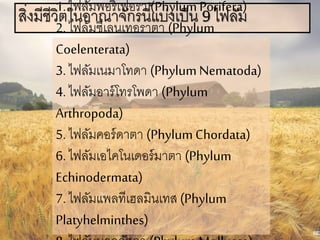 สิ่งมีชีวิตในอาณาจักรนี้แบ่งเป็น 9 ไฟลัม1. ไฟลัมพอริเฟอรา (PhylumPorifera)
2. ไฟลัมซีเลนเทอราตา (Phylum
Coelenterata)
3. ไฟลัมเนมาโทดา (PhylumNematoda)
4. ไฟลัมอาร์โทรโพดา (Phylum
Arthropoda)
5. ไฟลัมคอร์ดาตา (PhylumChordata)
6. ไฟลัมเอไคโนเดอร์มาตา (Phylum
Echinodermata)
7. ไฟลัมแพลทีเฮลมินเทส (Phylum
Platyhelminthes)
 