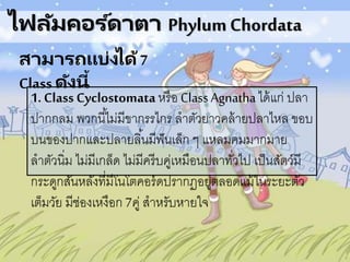 ไฟลัมคอร ์ดาตา PhylumChordata
สามารถแบ่งได้7
Class ดังนี้
1. Class Cyclostomata หรือ ClassAgnatha ได้แก่ ปลา
ปากกลม พวกนี้ไม่มีขากรรไกร ลาตัวยาวคล้ายปลาไหล ขอบ
บนของปากและปลายลิ้นมีฟันเล็ก ๆ แหลมคมมากมาย
ลาตัวนิ่ม ไม่มีเกล็ด ไม่มีครีบคู่เหมือนปลาทั่วไป เป็นสัตว์มี
กระดูกสันหลังที่มีโนโตคอร์ดปรากฏอยู่ตลอดแม้ในระยะตัว
เต็มวัย มีช่องเหงือก 7คู่ สาหรับหายใจ
 