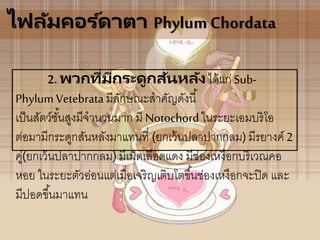 ไฟลัมคอร ์ดาตา PhylumChordata
2. พวกที่มีกระดูกสันหลังได้แก่ Sub-
PhylumVetebrata มีลักษณะสาคัญดังนี้
เป็นสัตว์ชั้นสูงมีจานวนมาก มี Notochordในระยะเอมบริโอ
ต่อมามีกระดูกสันหลังมาแทนที่ (ยกเว้นปลาปากกลม) มีรยางค์ 2
คู่(ยกเว้นปลาปากกลม) มีเม็ดเลือดแดง มีช่องเหงือกบริเวณคอ
หอย ในระยะตัวอ่อนแต่เมื่อเจริญเติบโตขึ้นช่องเหงือกจะปิด และ
มีปอดขึ้นมาแทน
 