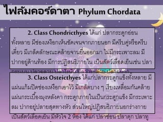 ไฟลัมคอร ์ดาตา PhylumChordata
2. Class Chondricthyes ได้แก่ ปลากระดูกอ่อน
ทั้งหลาย มีช่องเหงือกเห็นชัดเจนจากภายนอก มีครีบคู่หรือครีบ
เดี่ยว มีเกล็ดลักษณะคล้ายจานยื่นออกมา ไม่มีกระเพาะลม มี
ปากอยู่ด้านท้อง มีการปฏิสนธิภายใน เป็นสัตว์เลือดเย็นเช่น ปลา
กระเบน ปลาฉลาม ปลาโรนัน ปลากระต่าย ปลาฉนาก
3. Class Osteicthyes ได้แก่ปลากระดูกแข็งทั้งหลาย มี
แผ่นแก้มปิดช่องเหงือกเอาไว้ มีเกล็ดบาง ๆ เรียงเหลื่อมกันคล้าย
แผ่นกระเบื้องมุงหลังคา กระดูกภายในเป็นกระดูกแข็ง มีกระเพาะ
ลม ปากอยู่ปลายสุดทางหัว ส่วนใหญ่ปฏิสนธิภายนอกร่างกาย
เป็นสัตว์เลือดเย็น มีหัวใจ 2 ห้อง ได้แก่ ปลาช่อน ปลาดุก ปลาทู
 
