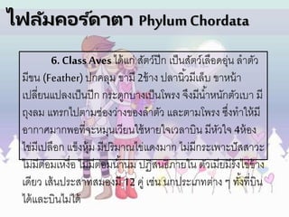ไฟลัมคอร ์ดาตา PhylumChordata
6. Class Aves ได้แก่ สัตว์ปีก เป็นสัตว์เลือดอุ่น ลาตัว
มีขน (Feather)ปกคลุม ขามี 2ข้าง ปลานิ้วมีเล็บ ขาหน้า
เปลี่ยนแปลงเป็นปีก กระดูกบางเป็นโพรง จึงมีน้าหนักตัวเบา มี
ถุงลม แทรกไปตามช่องว่างของลาตัว และตามโพรง ซึ่งทาให้มี
อากาศมากพอที่จะหมุนเวียนใช้หายใจเวลาบิน มีหัวใจ 4ห้อง
ไข่มีเปลือก แข็งหุ้ม มีปริมาณไข่แดงมาก ไม่มีกระเพาะปัสสาวะ
ไม่มีต่อมเหงื่อ ไม่มีต่อมน้านม ปฏิสนธิภายใน ตัวเมียมีรังไข่ข้าง
เดียว เส้นประสาทสมองมี 12 คู่ เช่น นกประเภทต่าง ๆ ทั้งที่บิน
ได้และบินไม่ได้
 