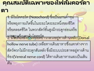 คุณสมบัติเฉพาะของไฟลัมคอร ์ดา
ตา
1. มีโนโตคอร์ด (Notochord)ซึ่งเป็นแกนค้าจุน
หรือพยุงกายเกิดขึ้นในระยะใดระยะหนึ่งของชีวิต
หรือตลอดชีวิต ในพวกสัตว์ชั้นสูงมีกระดูกอ่อนหรือ
กระดูกแข็งแทนโนโตคอร์ด2. มีไขสันหลังเป็นหลอดยาวกลวงอยู่ทางด้านหลัง (Dorsal
hollownerve tube) เหลือทางเดินอาหารซึ่งแตกต่างจาก
สัตว์พวกไม่มีกระดูกสันหลัง ซึ่งมีระบบประสาทอยู่ทางด้าน
ท้อง(Ventral nerve cord) ใต้ทางเดินอาหารและเป็นเส้น
ตัน
 