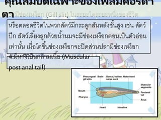 3. มีช่องเหงือก (Gillslit) ในระยะใดระยะหนึ่งของชีวิต
หรือตลอดชีวิตในพวกสัตว์มีกระดูกสันหลังชั้นสูง เช่น สัตว์
ปีก สัตว์เลี้ยงลูกด้วยน้านมจะมีช่องเหงือกตอนเป็นตัวอ่อน
เท่านั้น เมื่อโตขึ้นช่องเหงือกจะปิดส่วนปลามีช่องเหงือก
ตลอดชีวิต4.มีหางเป็นกล้ามเนื้อ (Muscular
post anal tail)
คุณสมบัติเฉพาะของไฟลัมคอร ์ดา
ตา
 