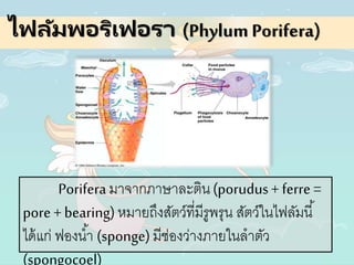 ไฟลัมพอริเฟอรา (Phylum Porifera)
Porifera มาจากภาษาละติน(porudus+ ferre =
pore +bearing)หมายถึงสัตว์ที่มีรูพรุน สัตว์ในไฟลัมนี้
ได้แก่ ฟองน้า (sponge)มีช่องว่างภายในลาตัว
(spongocoel)
 