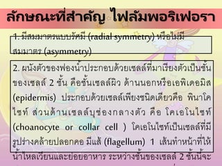 ลักษณะที่สาคัญ ไฟลัมพอริเฟอรา
1. มีสมมาตรแบบรัศมี (radial symmetry) หรือไม่มี
สมมาตร (asymmetry)
2. ผนังตัวของฟองน้าประกอบด้วยเซลล์ที่มาเรียงตัวเป็นชั้น
ของเซลล์ 2 ชั้น คือชั้นเซลล์ผิว ด้านนอกหรือเอพิเดอมิส
(epidermis) ประกอบด้วยเซลล์เพียงชนิดเดียวคือ พินาโค
ไซท์ ส่วนด้านเซลล์บุช่องกลางตัว คือ โคเอโนไซท์
(choanocyte or collar cell ) โคเอโนไซท์เป็นเซลล์ที่มี
รูปร่างคล้ายปลอกคอ มีแส้ (flagellum) 1 เส้นทาหน้าที่ให้
น้าไหลเวียนและย่อยอาหาร ระหว่างชั้นของเซลล์ 2 ชั้นนี้จะ
 