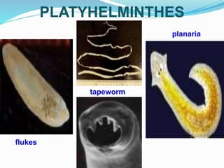 flukes
planaria
tapeworm
PLATYHELMINTHES
 