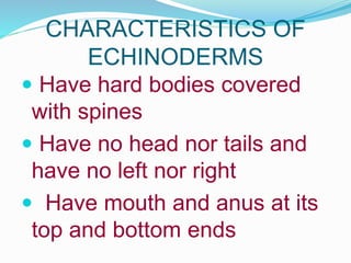 CHARACTERISTICS OF
ECHINODERMS
 Have hard bodies covered
with spines
 Have no head nor tails and
have no left nor right
...