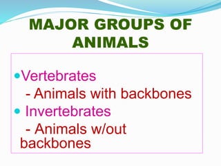 MAJOR GROUPS OF
ANIMALS
Vertebrates
- Animals with backbones
 Invertebrates
- Animals w/out
backbones
 