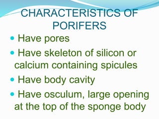 CHARACTERISTICS OF
PORIFERS
 Have pores
 Have skeleton of silicon or
calcium containing spicules
 Have body cavity
 Ha...