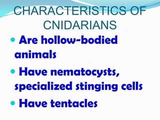 CHARACTERISTICS OF
      CNIDARIANS
 Are hollow-bodied
 animals
 Have nematocysts,
 specialized stinging cells
 Have tentacles
 