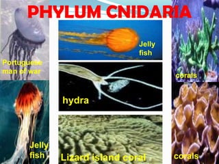 PHYLUM CNIDARIA
                               Jelly
                               fish
Portuguese
man of war
                                       corals


              hydra



      Jelly
      fish    Lizard island coral      corals
 