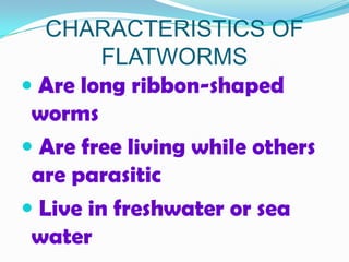 CHARACTERISTICS OF
         FLATWORMS
 Are long ribbon-shaped
 worms
 Are free living while others
 are parasitic
 Live in freshwater or sea
 water
 