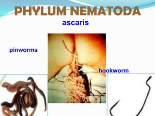 PHYLUM NEMATODA
           ascaris


pinworms


                     hookworm
 