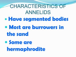 CHARACTERISTICS OF
     ANNELIDS
 Have segmented bodies
 Most are burrowers in
 the sand
 Some are
 hermaphrodite
 