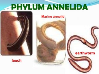 PHYLUM ANNELIDA
        Marine annelid




                         earthworm
leech
 