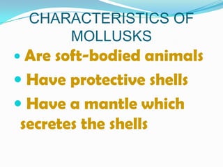 CHARACTERISTICS OF
      MOLLUSKS
 Are soft-bodied animals
 Have protective shells
 Have a mantle which
 secretes the shells
 