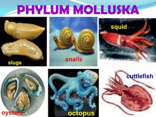 PHYLUM MOLLUSKA
                     squid




          snails
  slugs

                         cuttlefish




oysters    octopus
 