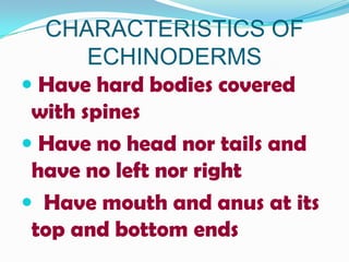 CHARACTERISTICS OF
       ECHINODERMS
 Have hard bodies covered
 with spines
 Have no head nor tails and
 have no left nor right
 Have mouth and anus at its
 top and bottom ends
 