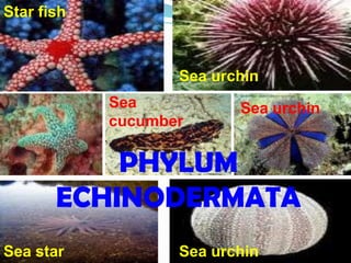 Star fish



                   Sea urchin
            Sea           Sea urchin
            cucumber

           PHYLUM
       ECHINODERMATA
Sea star           Sea urchin
 