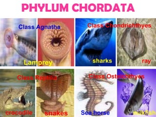 PHYLUM CHORDATA
    Class Agnatha      Class Chondrichthyes




      Lamprey           sharks          ray

   Class Reptilia      Class Osteichthyes




crocodile   snakes   Sea horse       milkfish
 