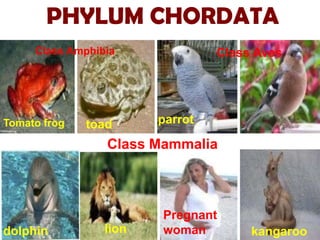 PHYLUM CHORDATA
     Class Amphibia              Class Aves




Tomato frog   toad      parrot

                 Class Mammalia



                        Pregnant
dolphin          lion   woman         kangaroo
 