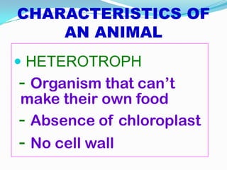 CHARACTERISTICS OF
    AN ANIMAL
 HETEROTROPH
- Organism that can’t
make their own food
- Absence of chloroplast
- No cell wall
 