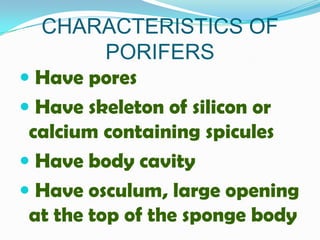 CHARACTERISTICS OF
          PORIFERS
 Have pores
 Have skeleton of silicon or
 calcium containing spicules
 Have body cavity
 Have osculum, large opening
 at the top of the sponge body
 