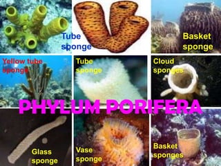 Tube             Basket
                 sponge           sponge
Yellow tube        Tube     Cloud
sponge             sponge   sponges




    PHYLUM PORIFERA
                            Basket
        Glass      Vase
                            sponges
        sponge     sponge
 