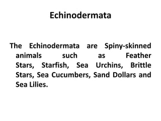 Echinodermata


The Echinodermata are Spiny-skinned
 animals       such     as      Feather
 Stars, Starfish, Sea Urchins, Brittle
 Stars, Sea Cucumbers, Sand Dollars and
 Sea Lilies.
 