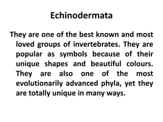 Echinodermata
They are one of the best known and most
 loved groups of invertebrates. They are
 popular as symbols because of their
 unique shapes and beautiful colours.
 They are also one of the most
 evolutionarily advanced phyla, yet they
 are totally unique in many ways.
 