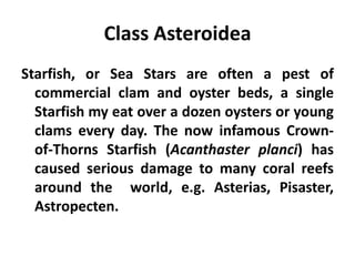 Class Asteroidea
Starfish, or Sea Stars are often a pest of
  commercial clam and oyster beds, a single
  Starfish my eat over a dozen oysters or young
  clams every day. The now infamous Crown-
  of-Thorns Starfish (Acanthaster planci) has
  caused serious damage to many coral reefs
  around the world, e.g. Asterias, Pisaster,
  Astropecten.
 