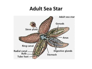 Adult Sea Star
 