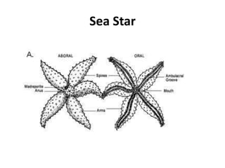 Sea Star
 