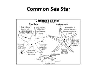 Common Sea Star
 