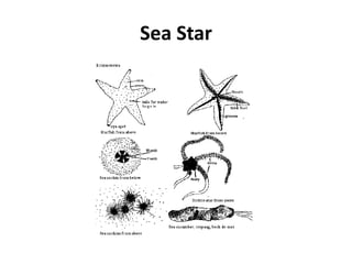 Sea Star
 